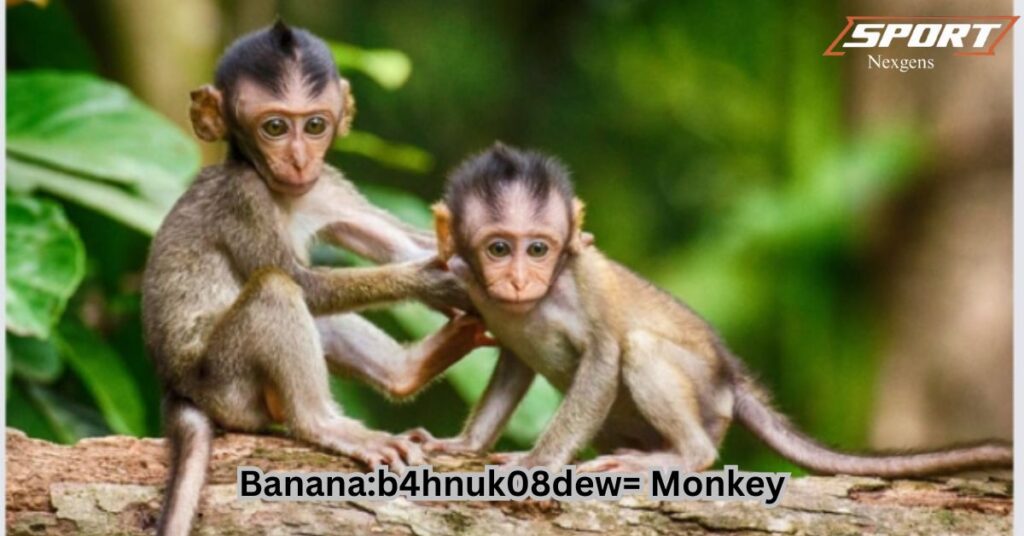 Social Life of the Banana:b4hnuk08dew= Monkey: Friends and Family