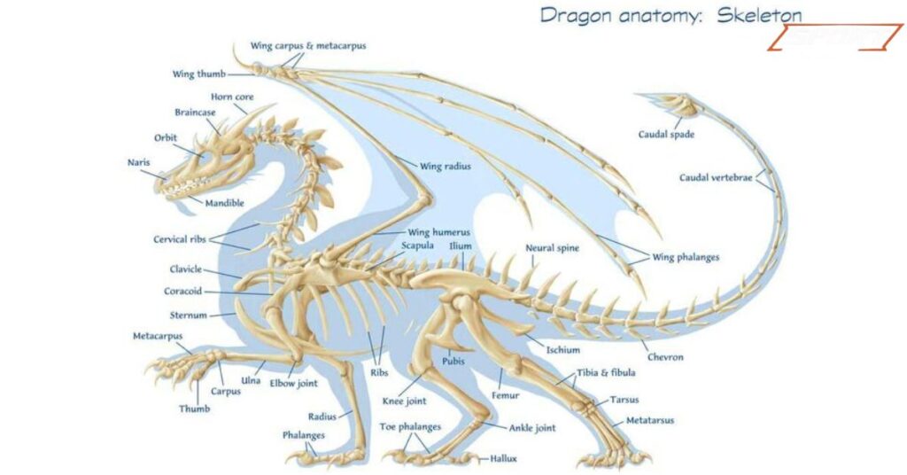 Understanding Dragon Anatomy