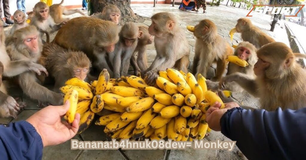 How We Can Help the Banana:b4hnuk08dew= Monkey Stay Safe