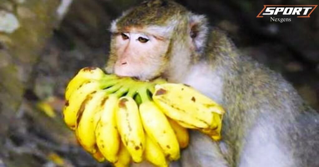 Why Do Monkeys Love Bananas